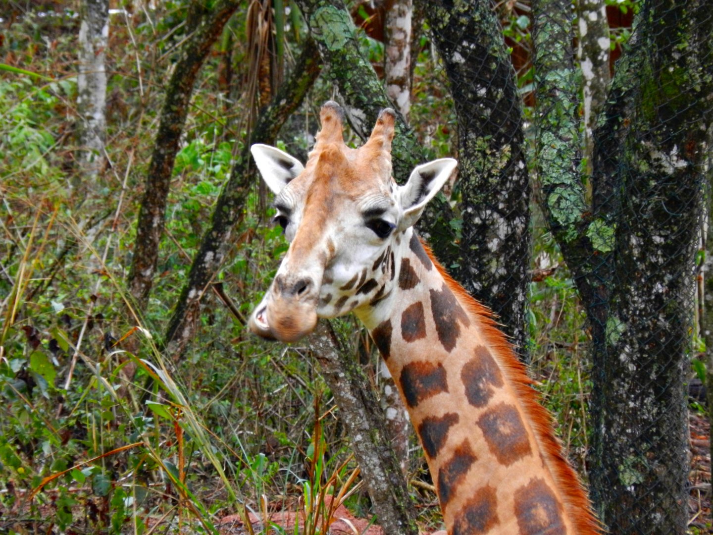 "Oscar", the rothschild giraffe - Zooparque Itatiba