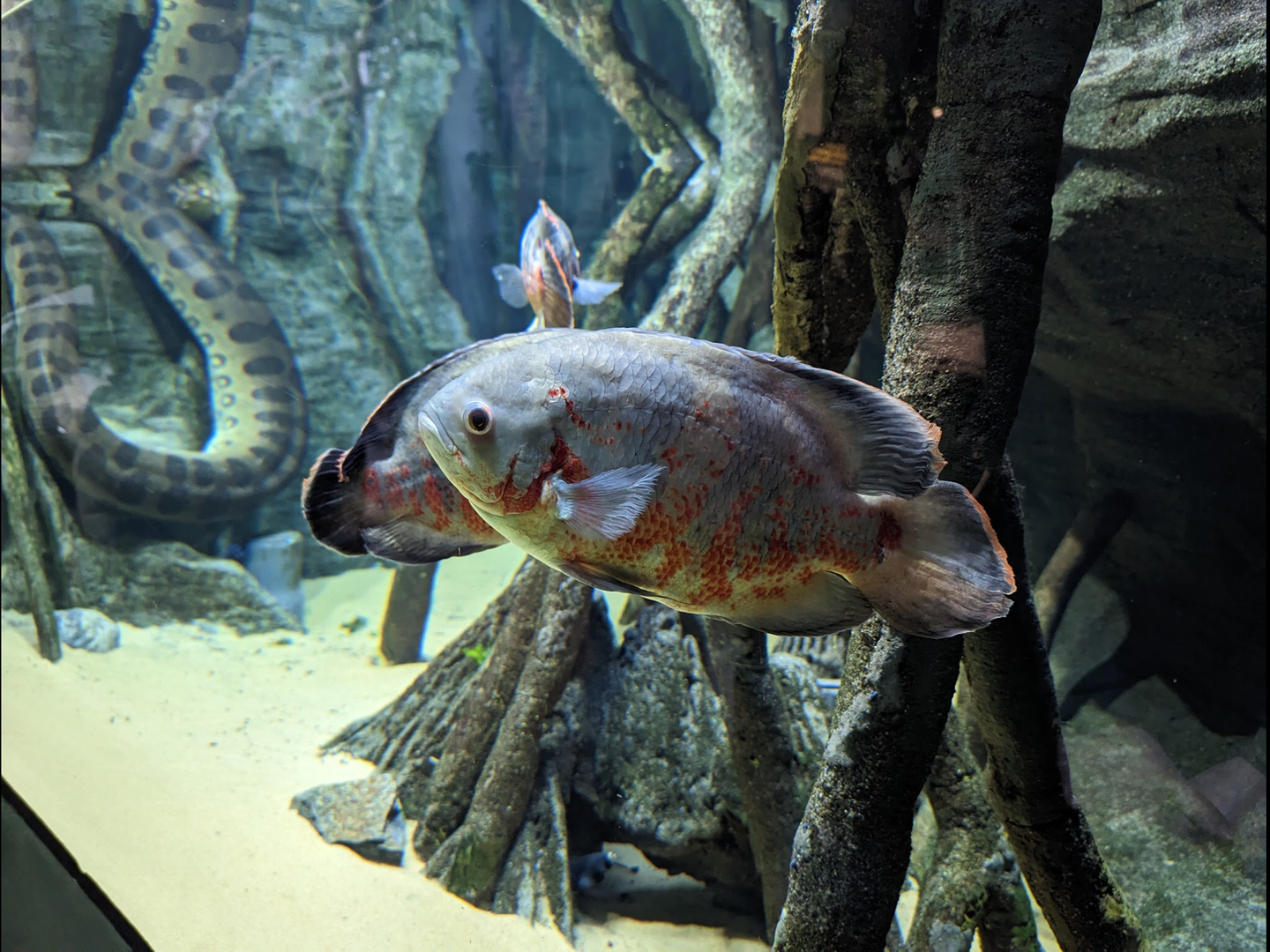 Oscars and Green Anaconda 4/19/2023