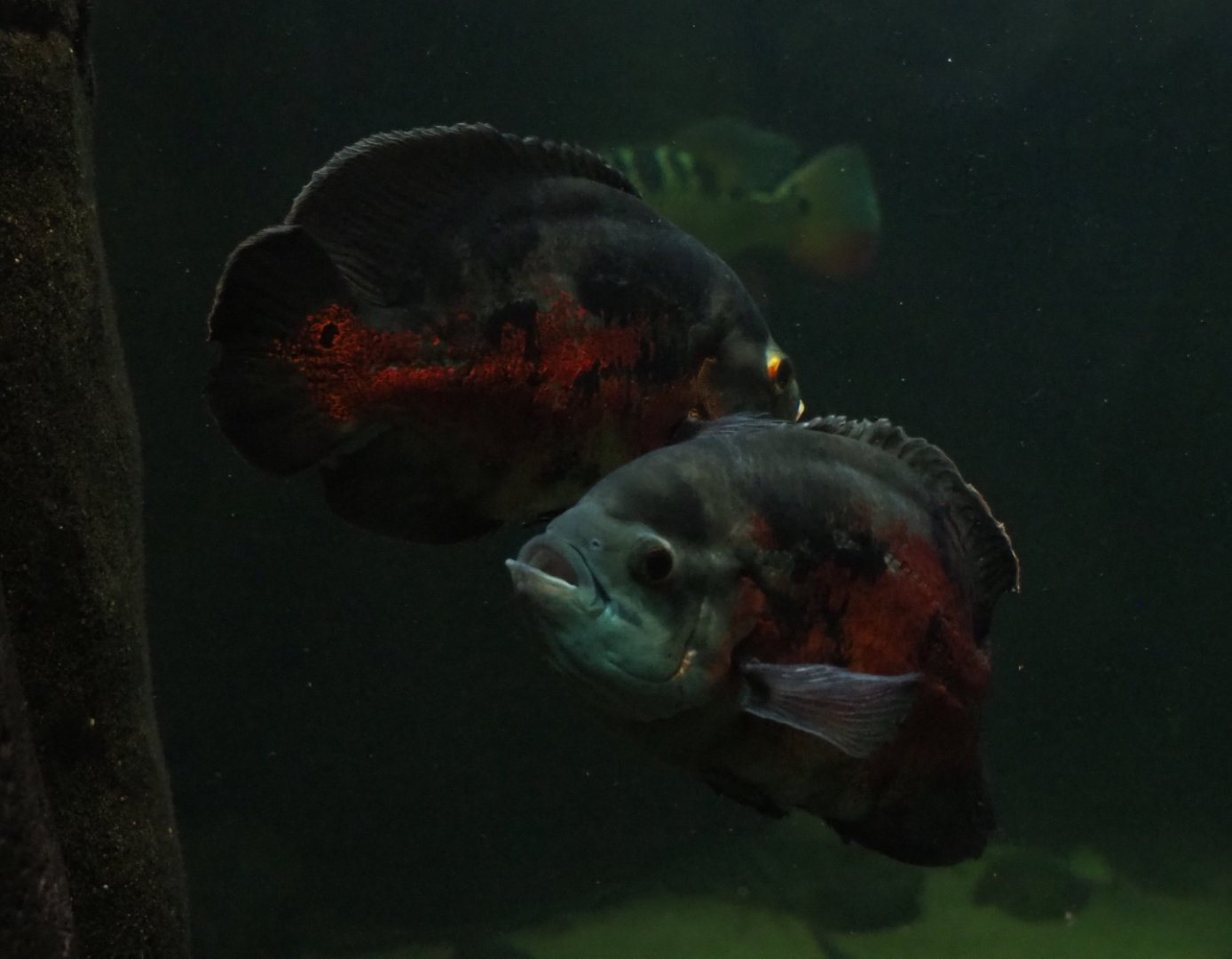 Oscars ((Astronotus ocellatus), Nov 10th, 2018
