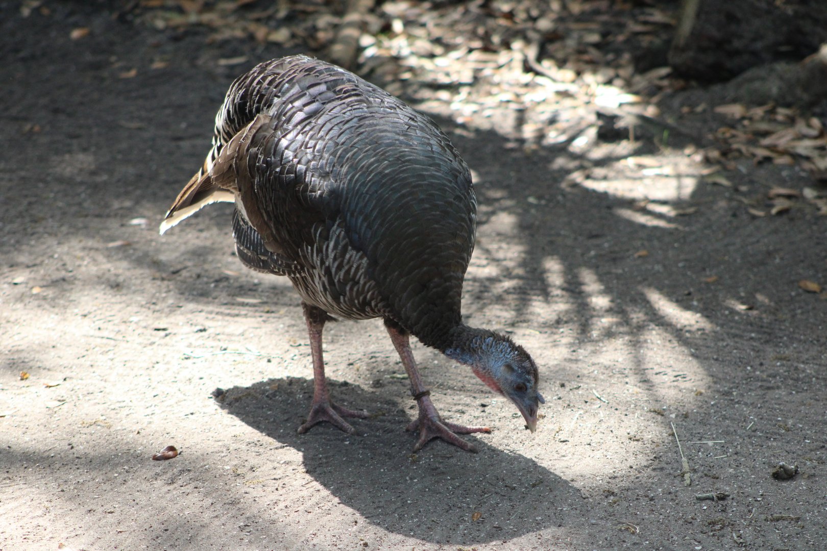 Osceola Wild Turkey (M. g. osceola)
