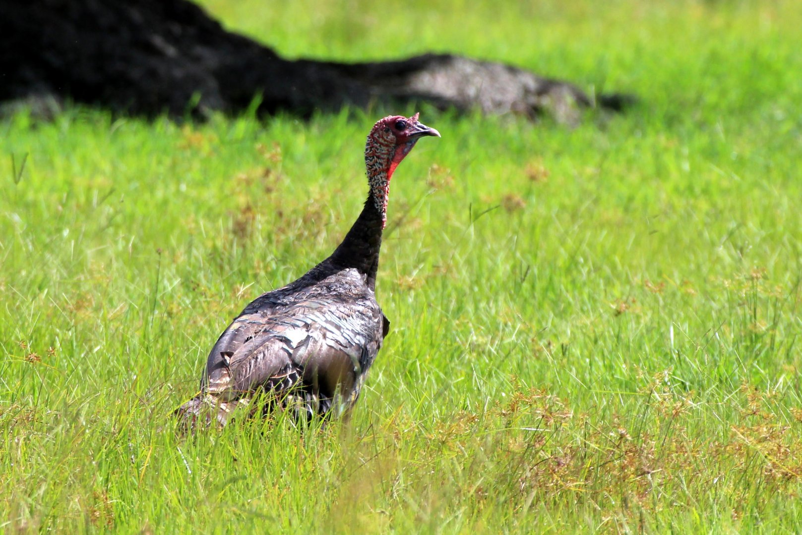 Osceola Wild Turkey