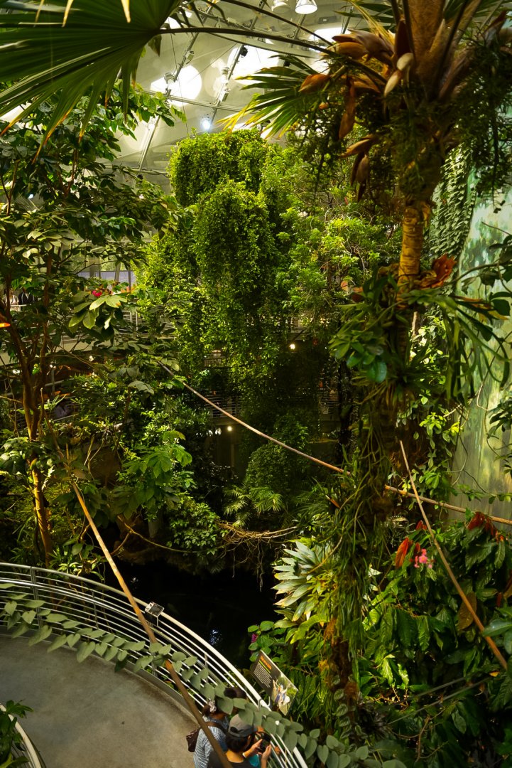 Osher Rainforest (3rd level viewing)