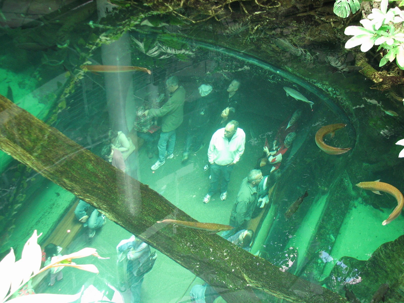 Osher Rainforest - Amazon Flooded Forest Exhibit