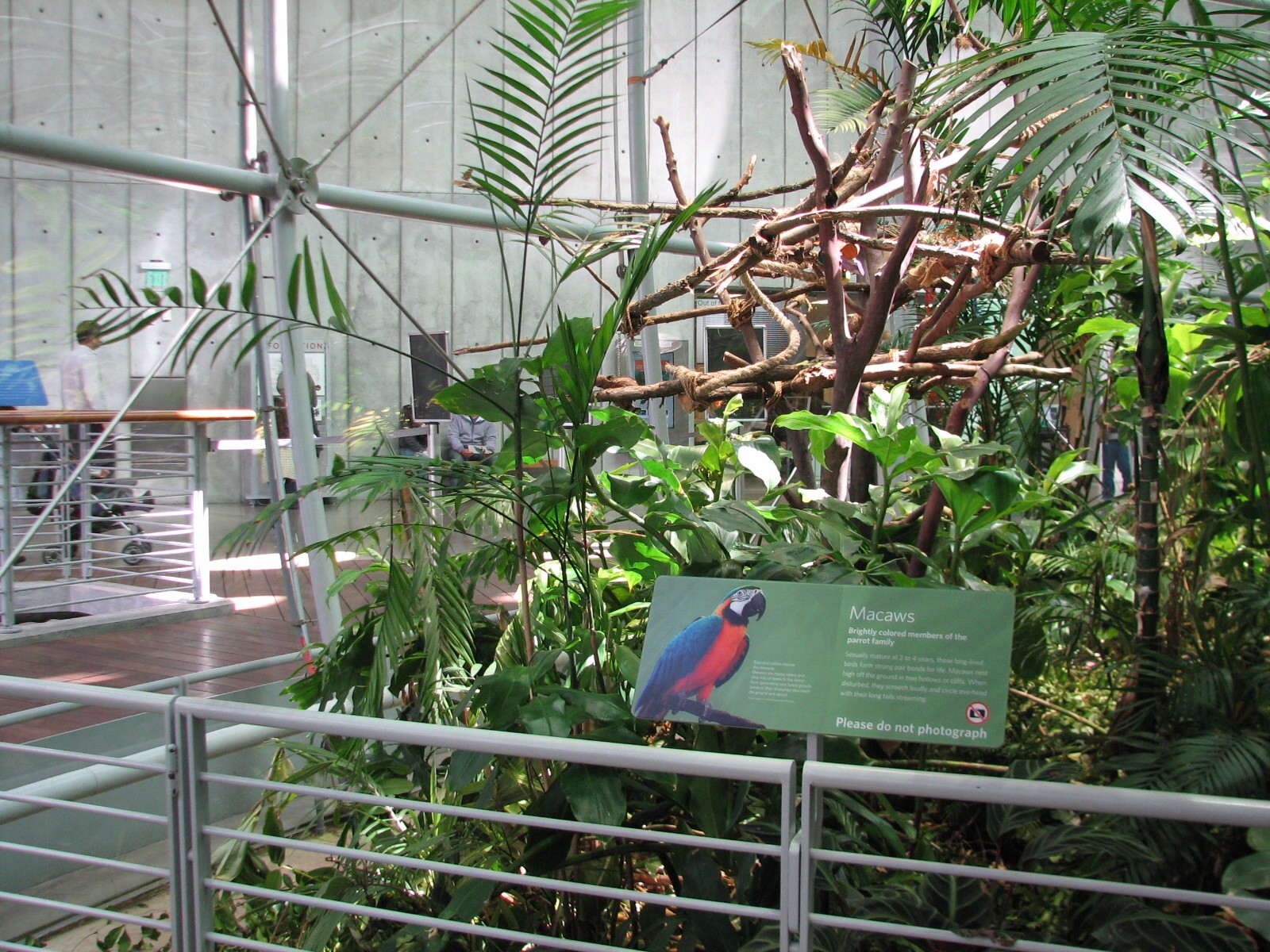 Osher Rainforest - Blue-and-Yellow Macaw Exhibit