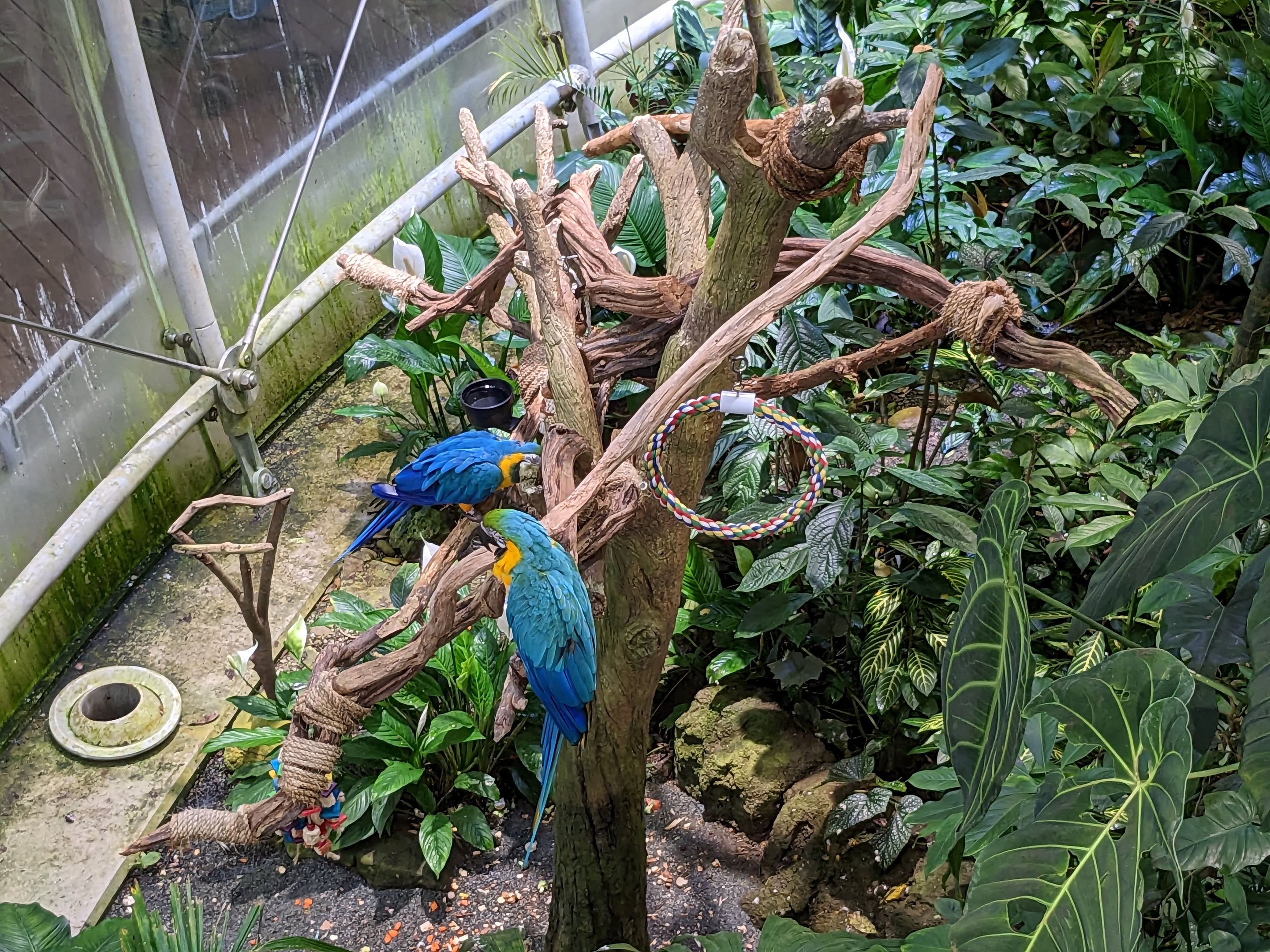 Osher Rainforest - Blue and yellow macaw