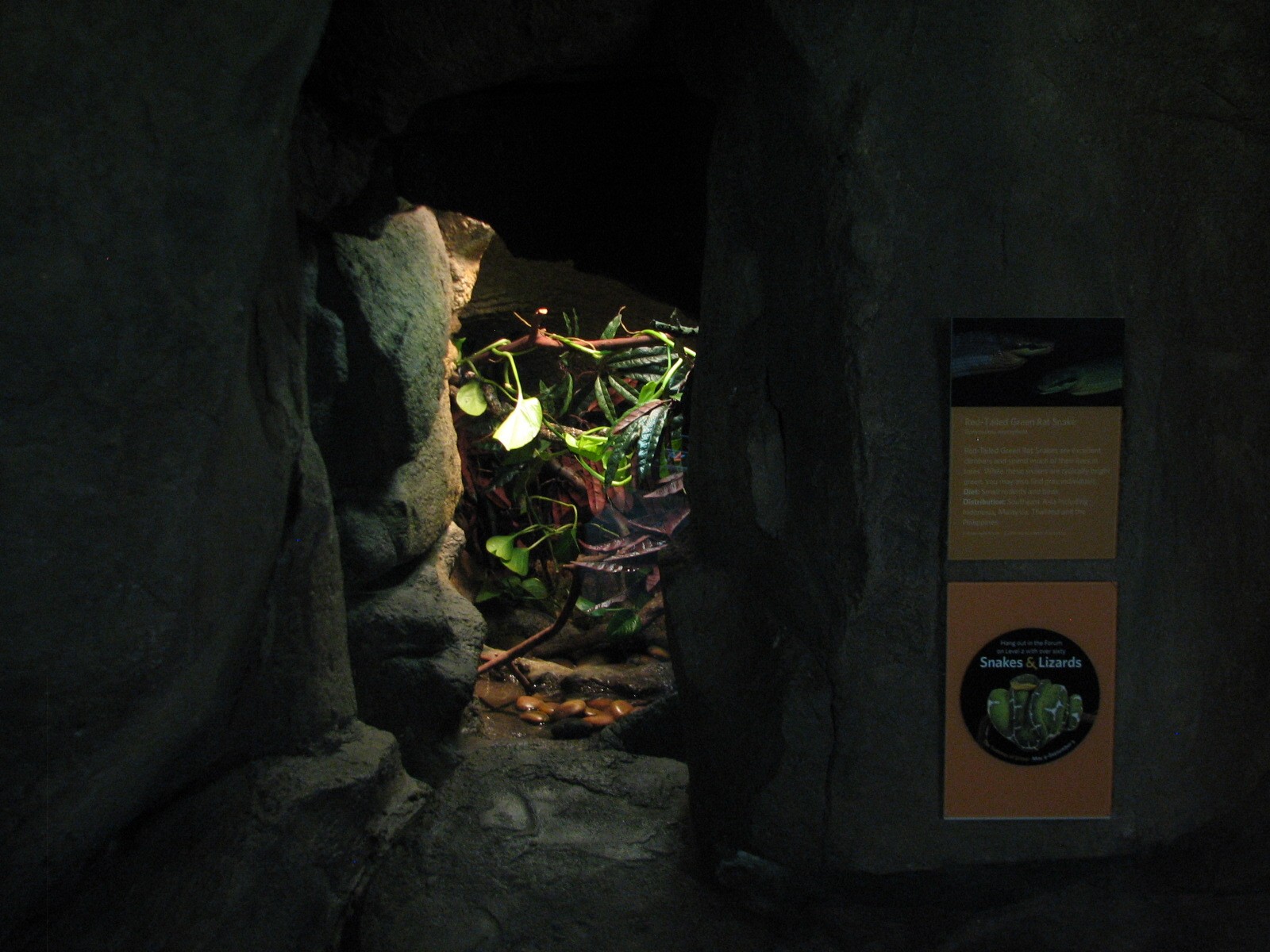 Osher Rainforest - Borneo Cave Exhibits - Red-tailed Green Rat Snake Exhibi