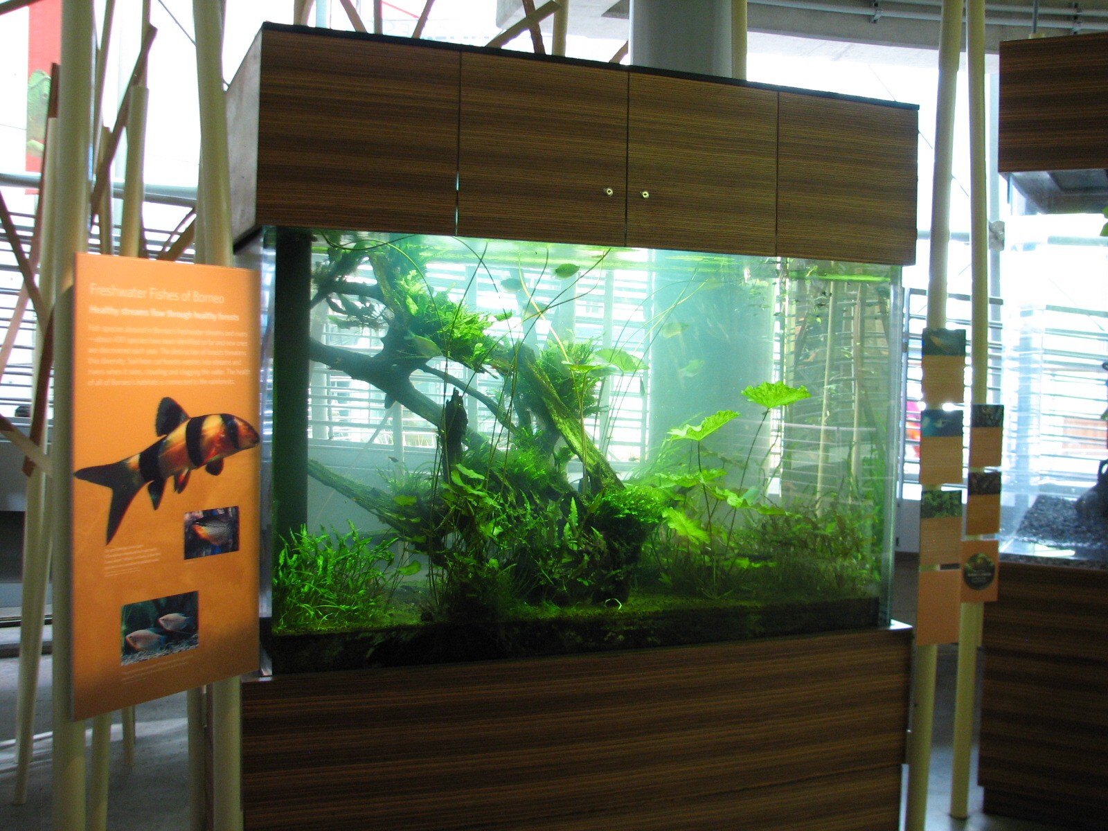 Osher Rainforest - Borneo Exhibits - Clown Loach, Pearl Gourami, and Harleq