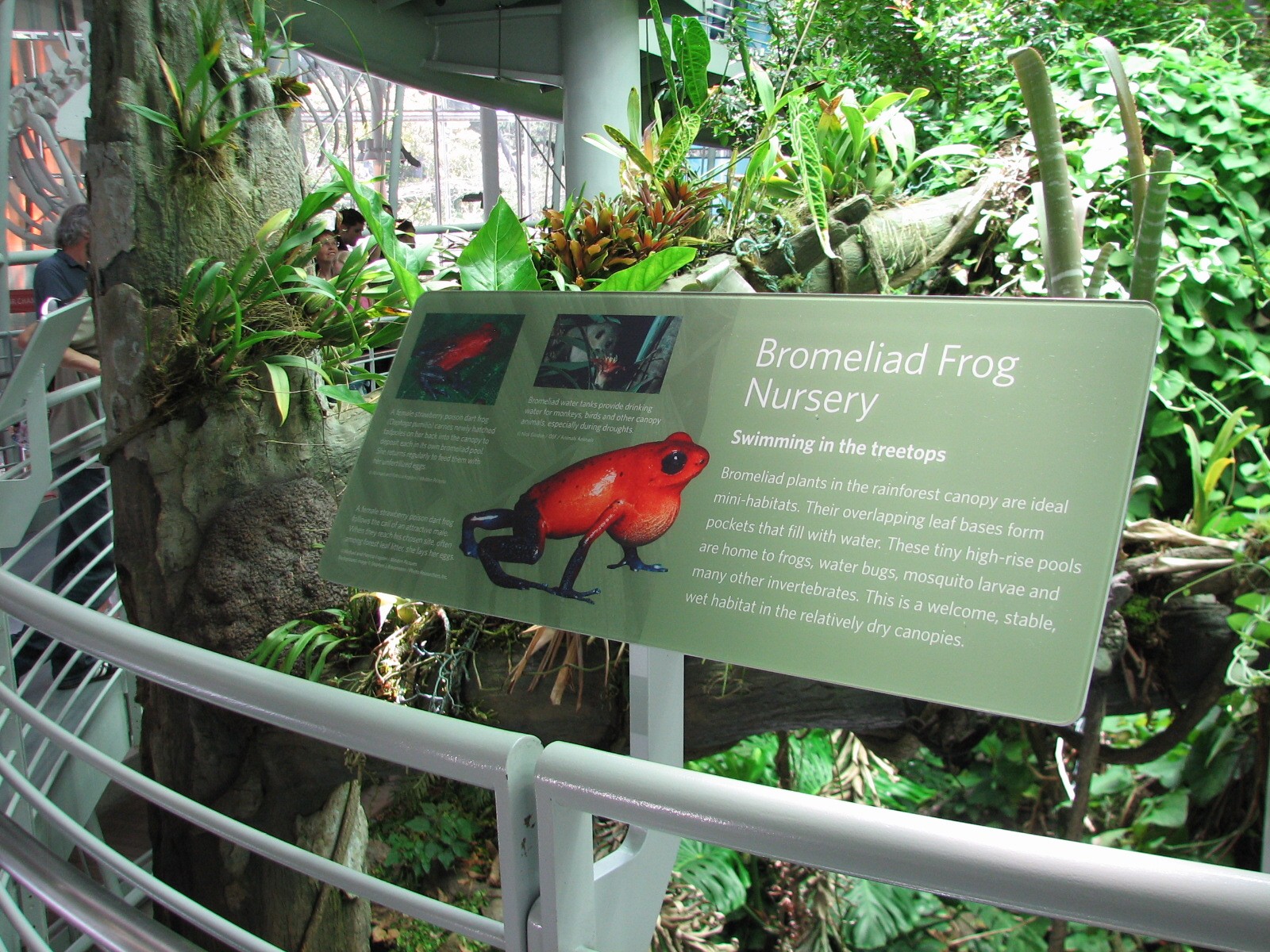 Osher Rainforest - Bromeliad Display