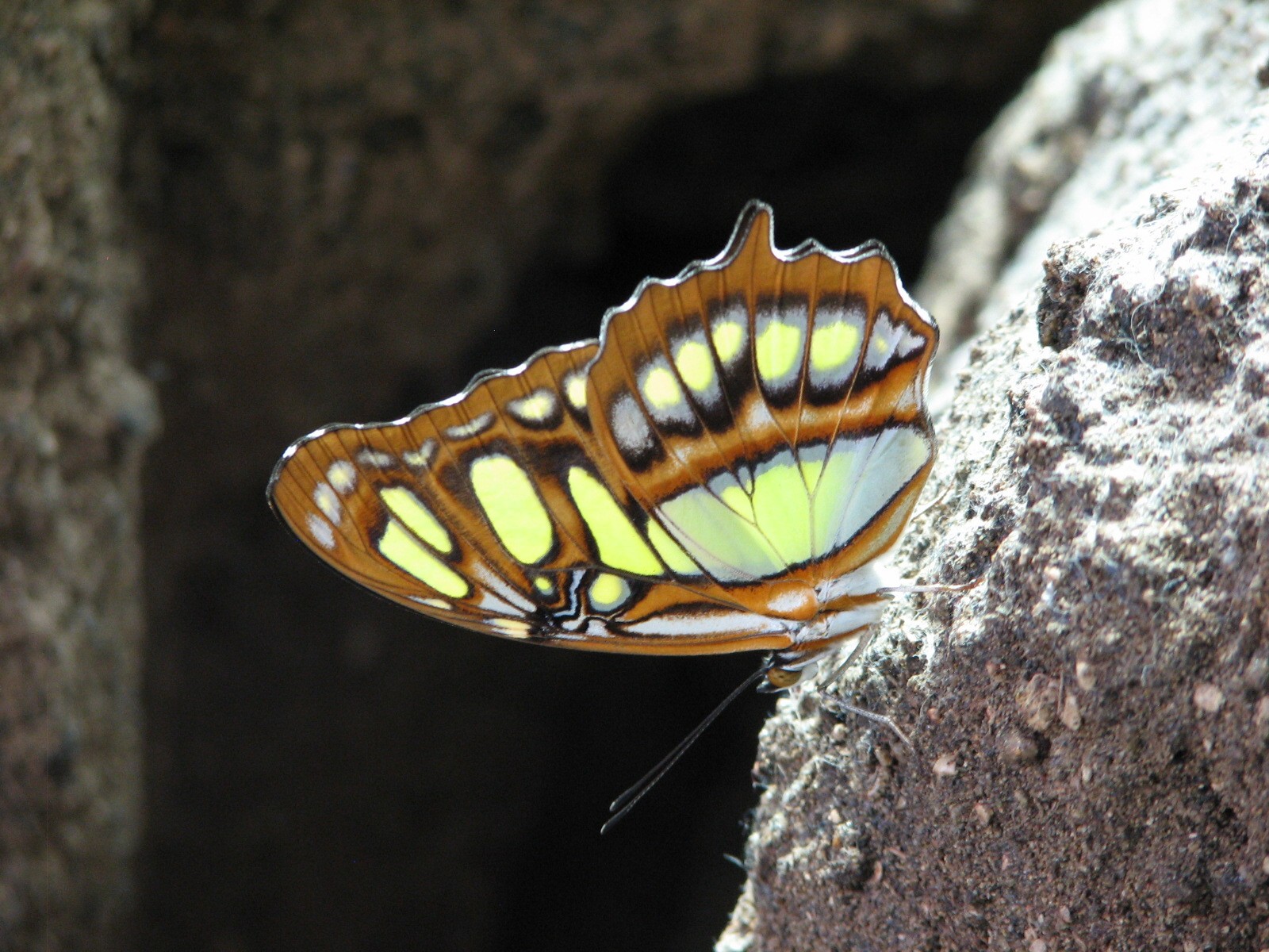 Osher Rainforest - Butterfly