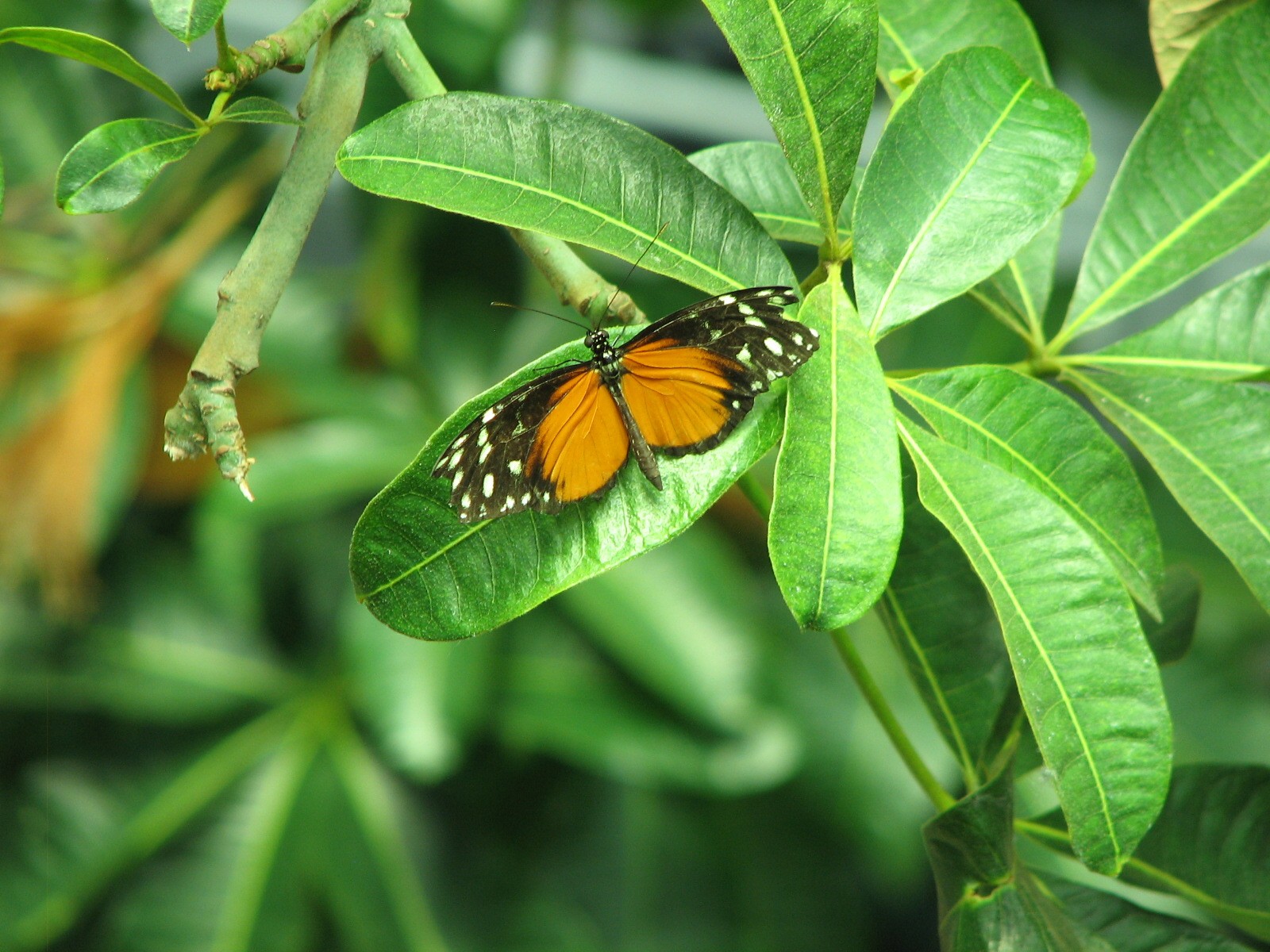 Osher Rainforest - Butterfly