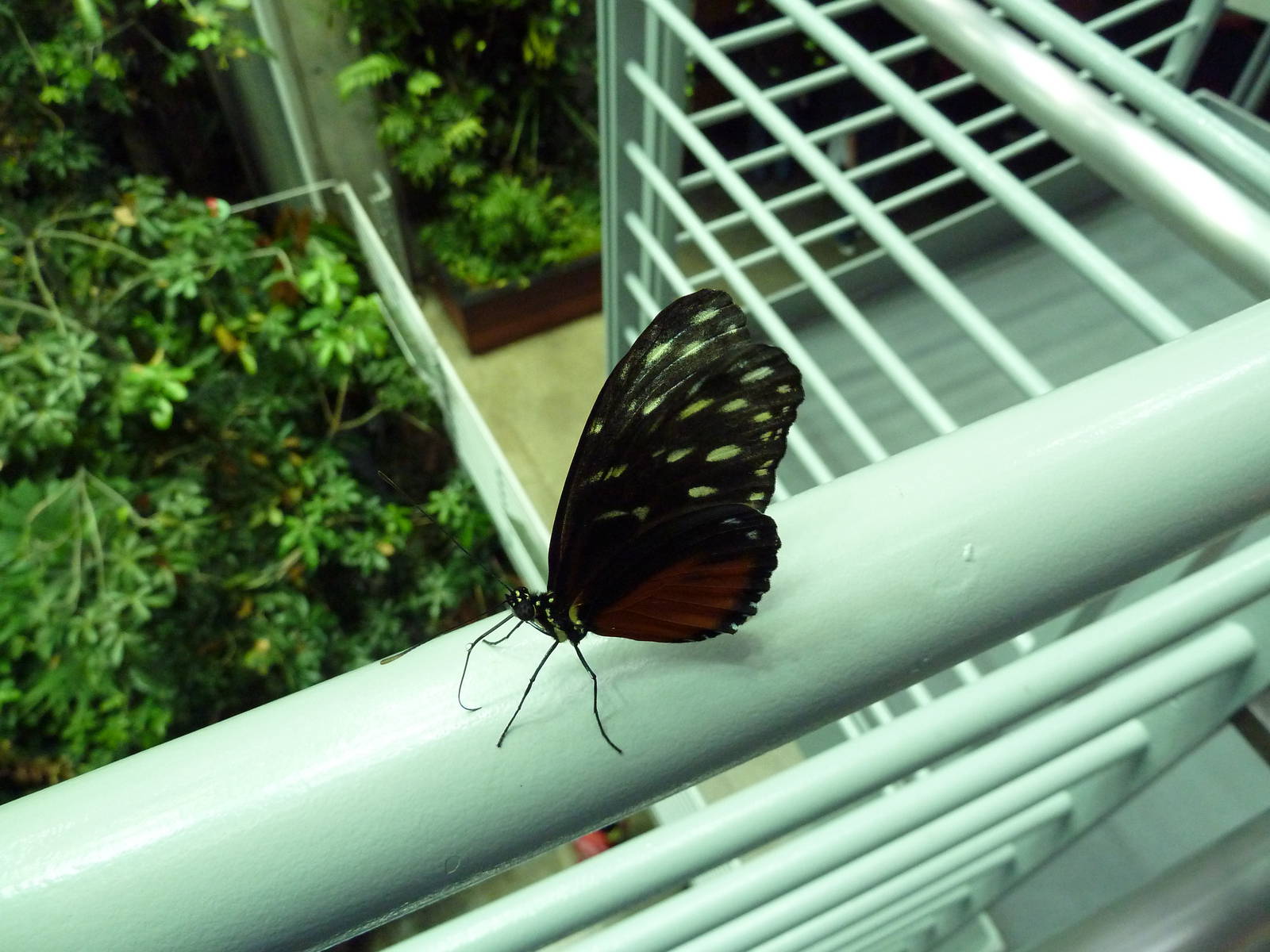 Osher Rainforest - Butterfly