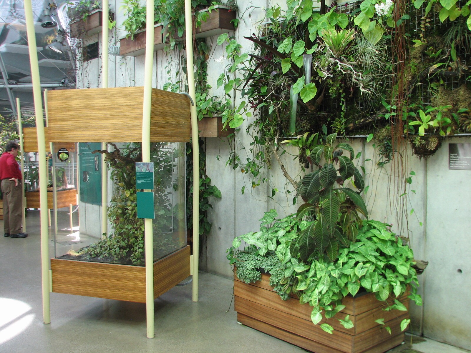 Osher Rainforest - Costa Rica Exhibits - Golden Silk Orbweaver Exhibit