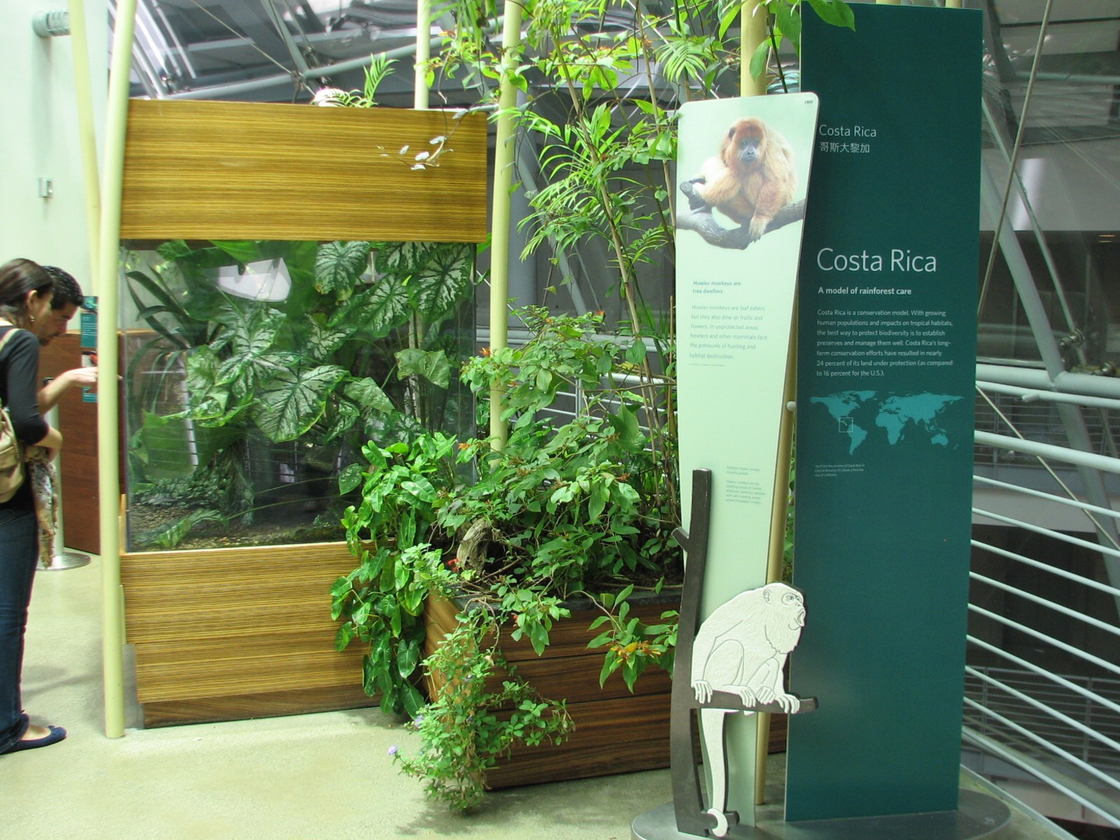 Osher Rainforest - Costa Rica Exhibits - Green Basilisk and Strawberry Pois