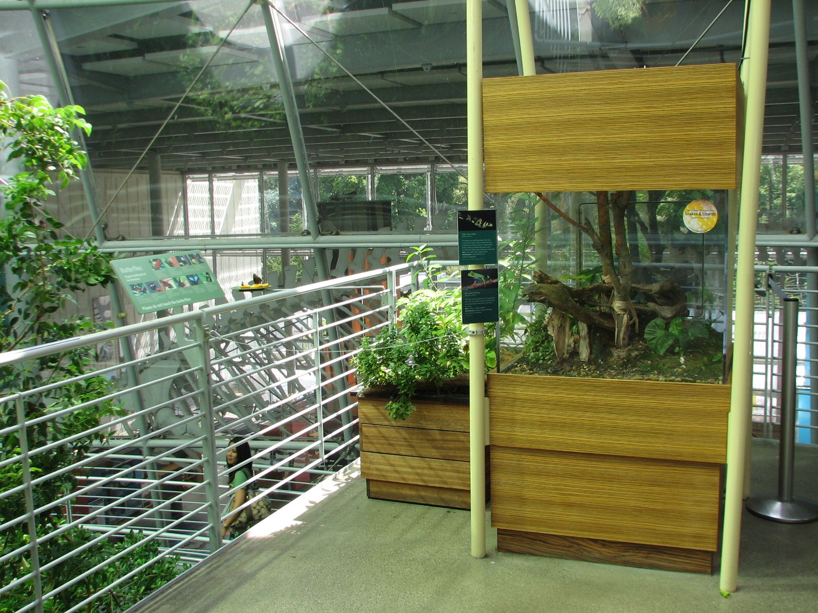Osher Rainforest - Costa Rica Exhibits - Tiger Tree Snake and Red-eyed Tree