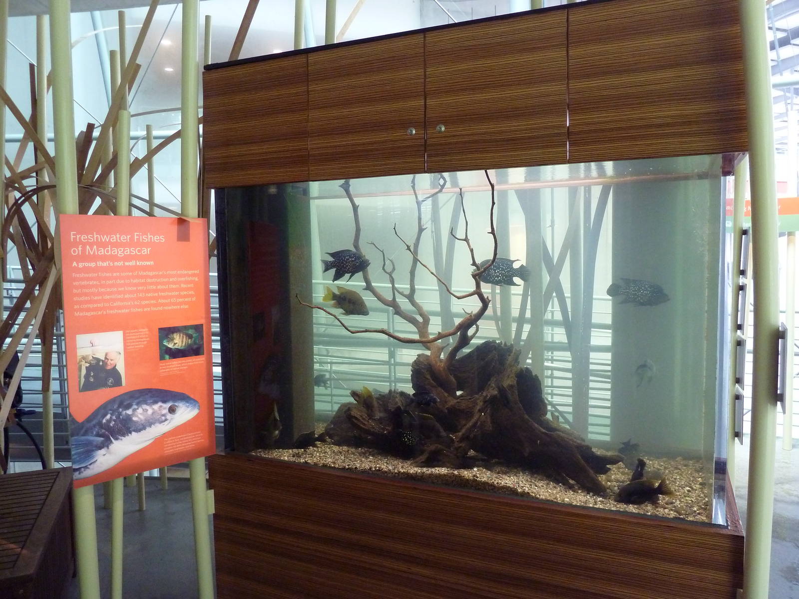 Osher Rainforest - Freshwater Fishes Of Madagascar