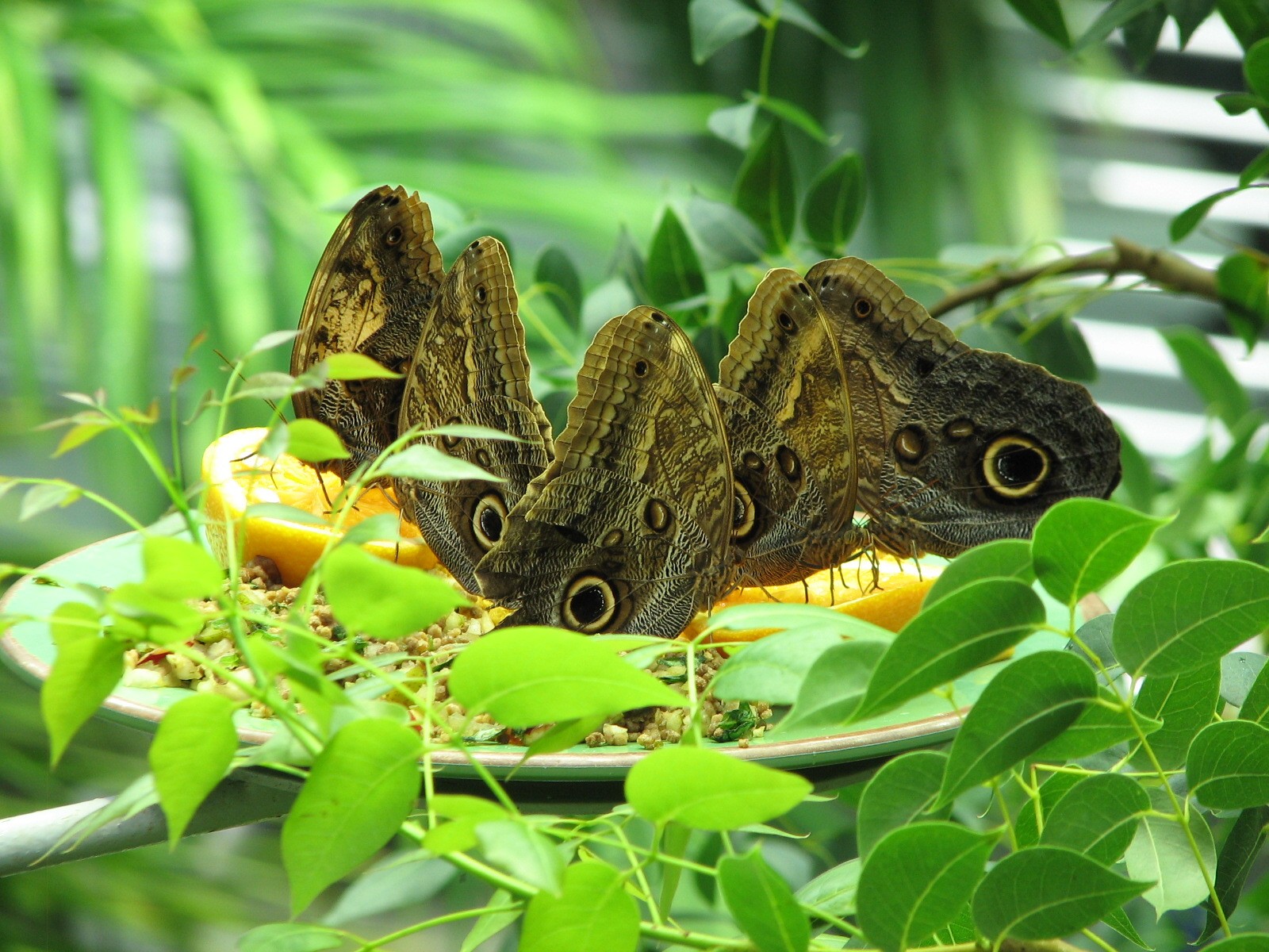Osher Rainforest - Giant Owl