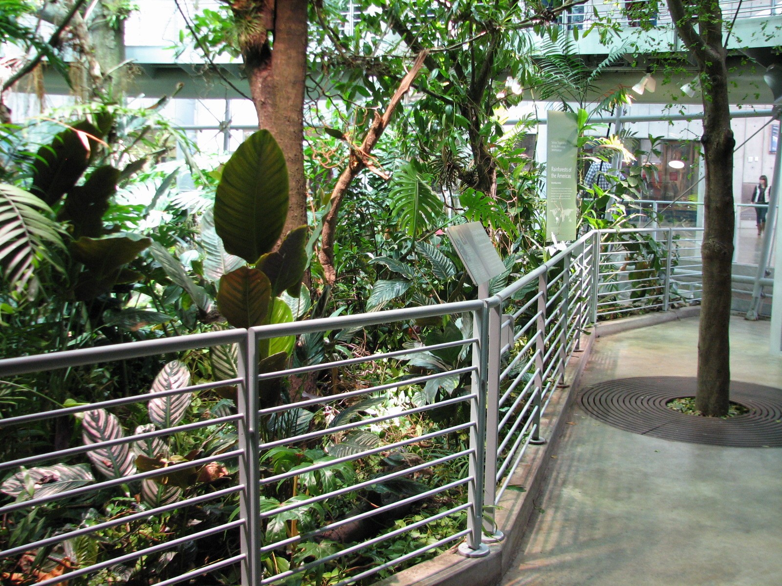 Osher Rainforest - Ground Level