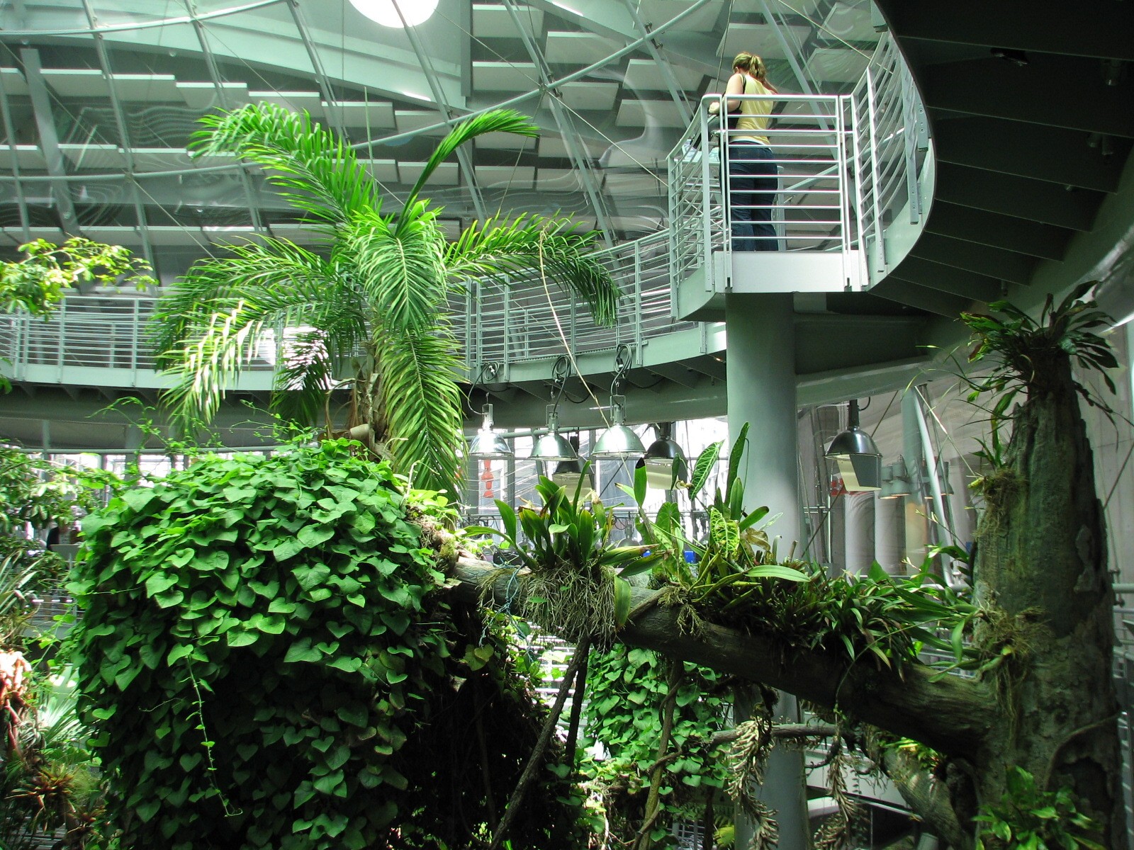 Osher Rainforest - Interior