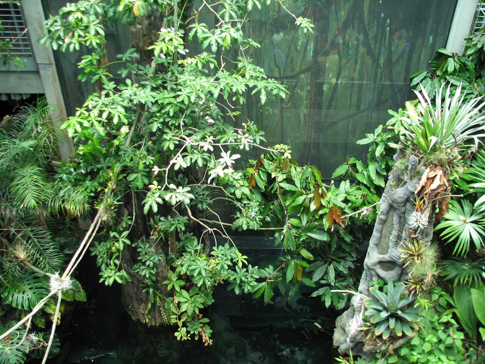 Osher Rainforest - Interior