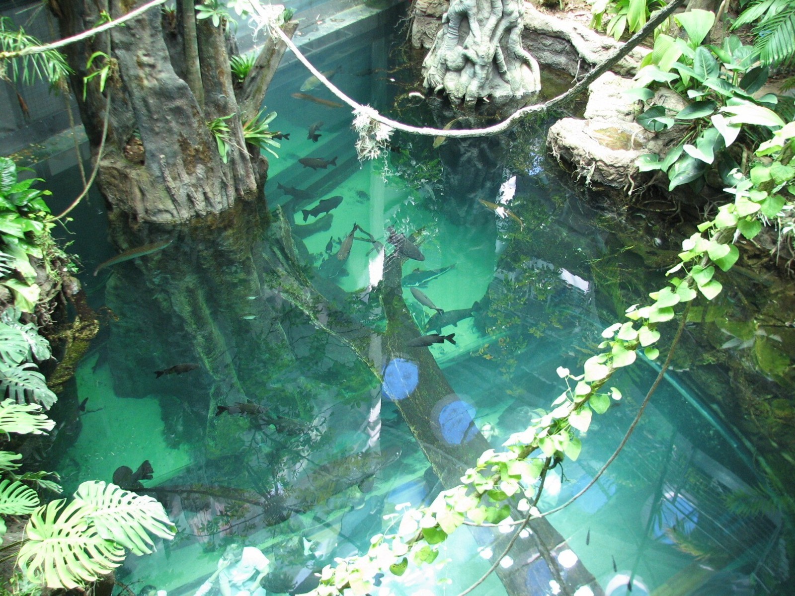 Osher Rainforest - Looking Down Into Amazon Flooded Forest Exhibit