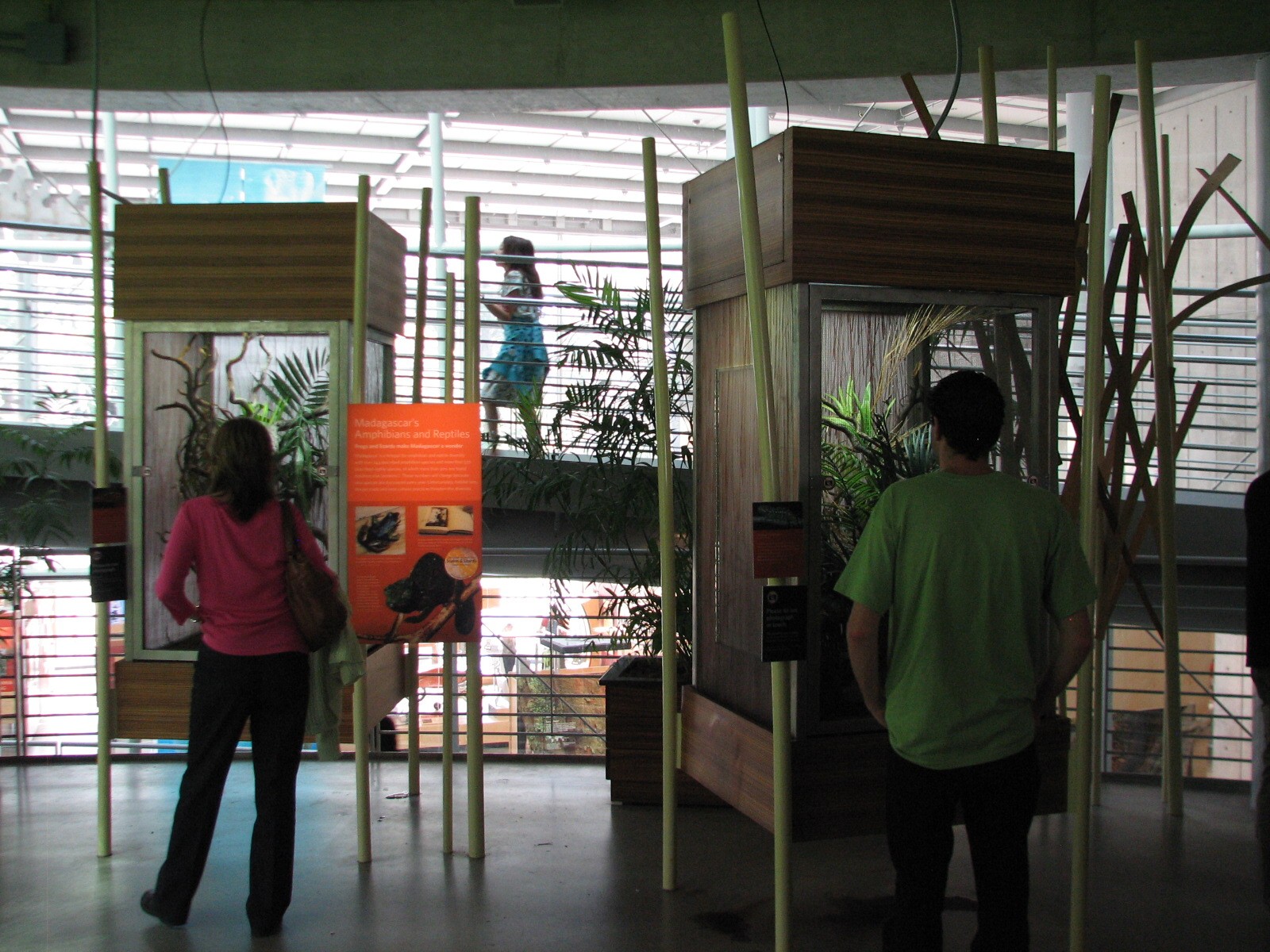 Osher Rainforest - Madagascar Exhibits - Chameleon Terrariums