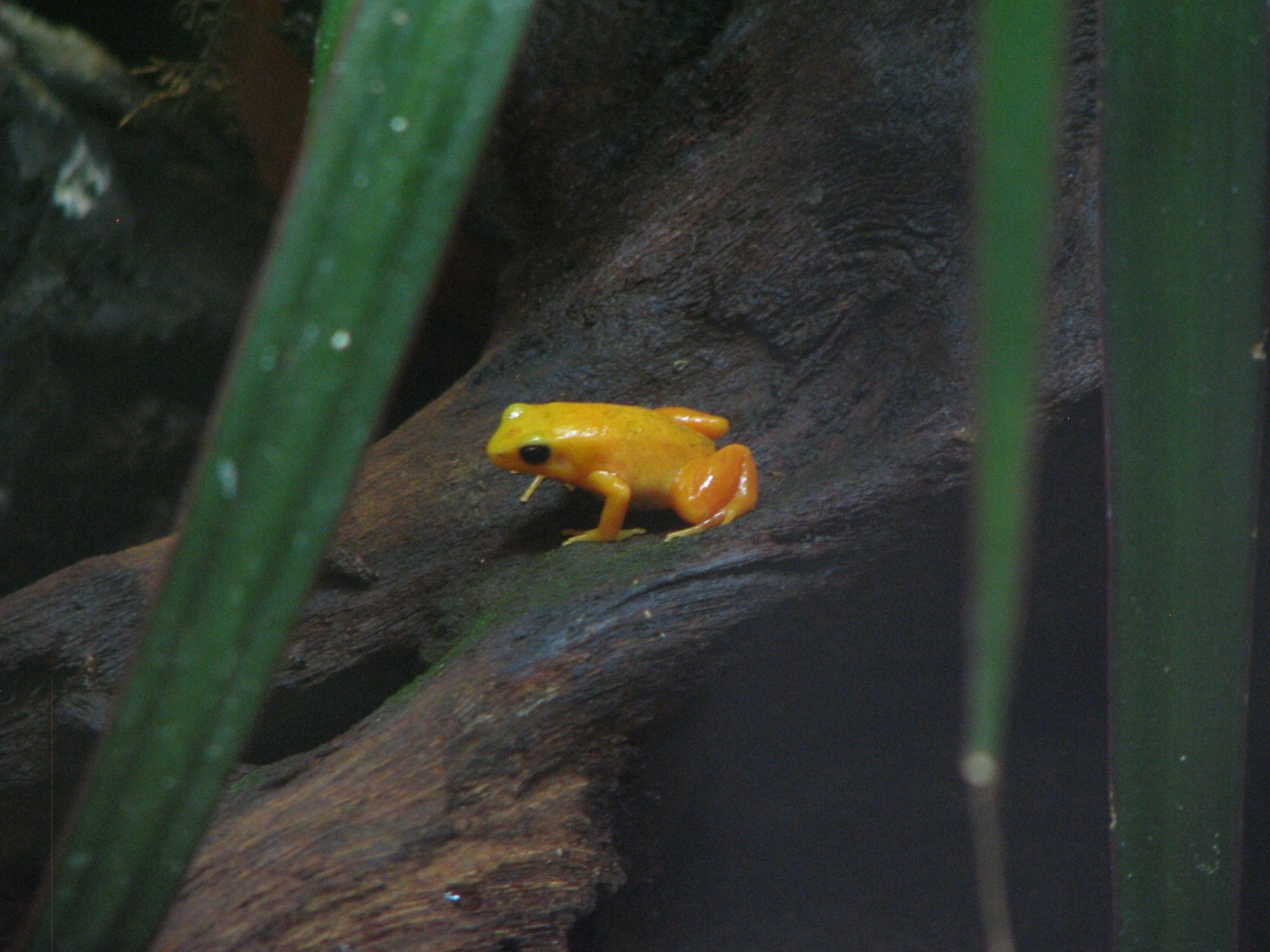 Osher Rainforest - Madagascar Exhibits - Golden Mantella