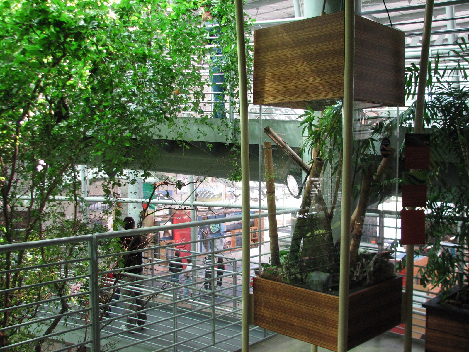 Osher Rainforest - Madagascar Exhibits - Klemmers Yellow-headed Day Gecko a