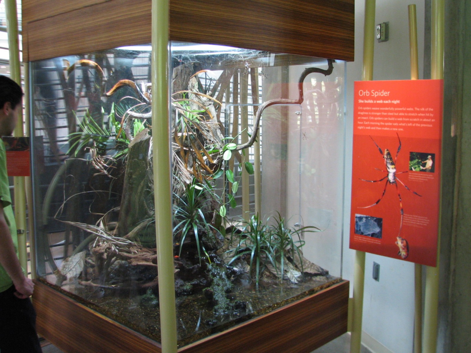 Osher Rainforest - Madagascar Exhibits - Orb Spider and Golden Mantella Exh