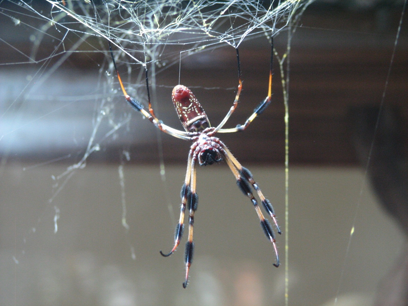 Osher Rainforest - Madagascar Exhibits - Orb Spider