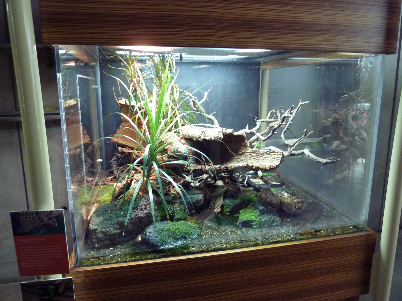 Osher Rainforest - Madagascar Tree Boa/Painted Mantella Exhibit