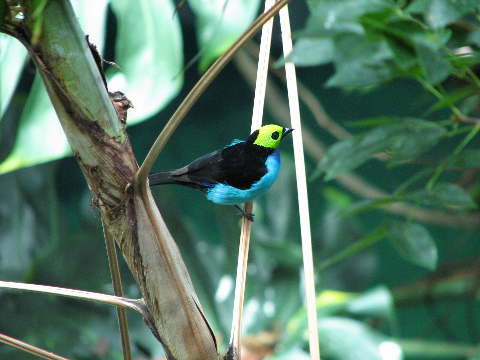 Osher Rainforest - Paradise Tanager