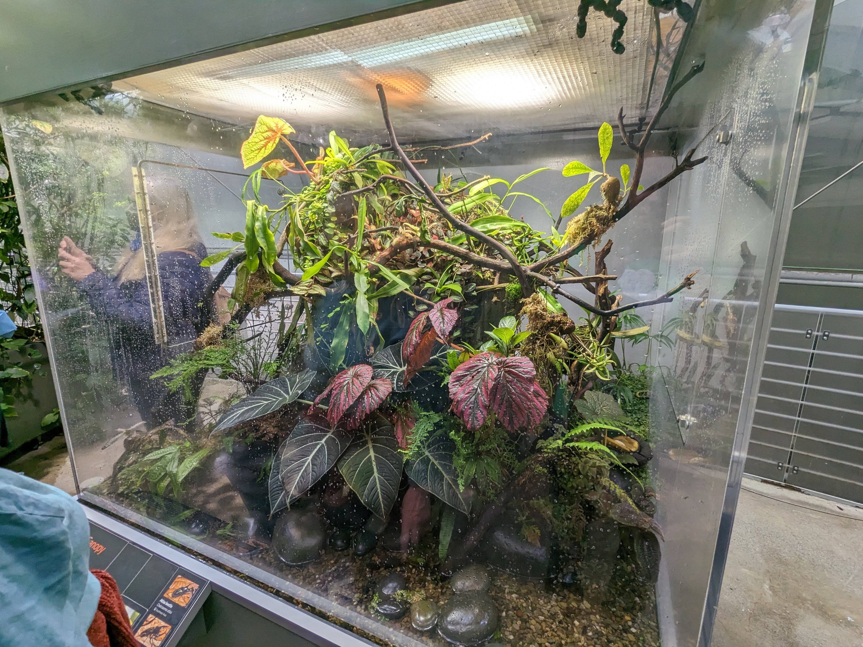 Osher Rainforest - Paradise tree snake