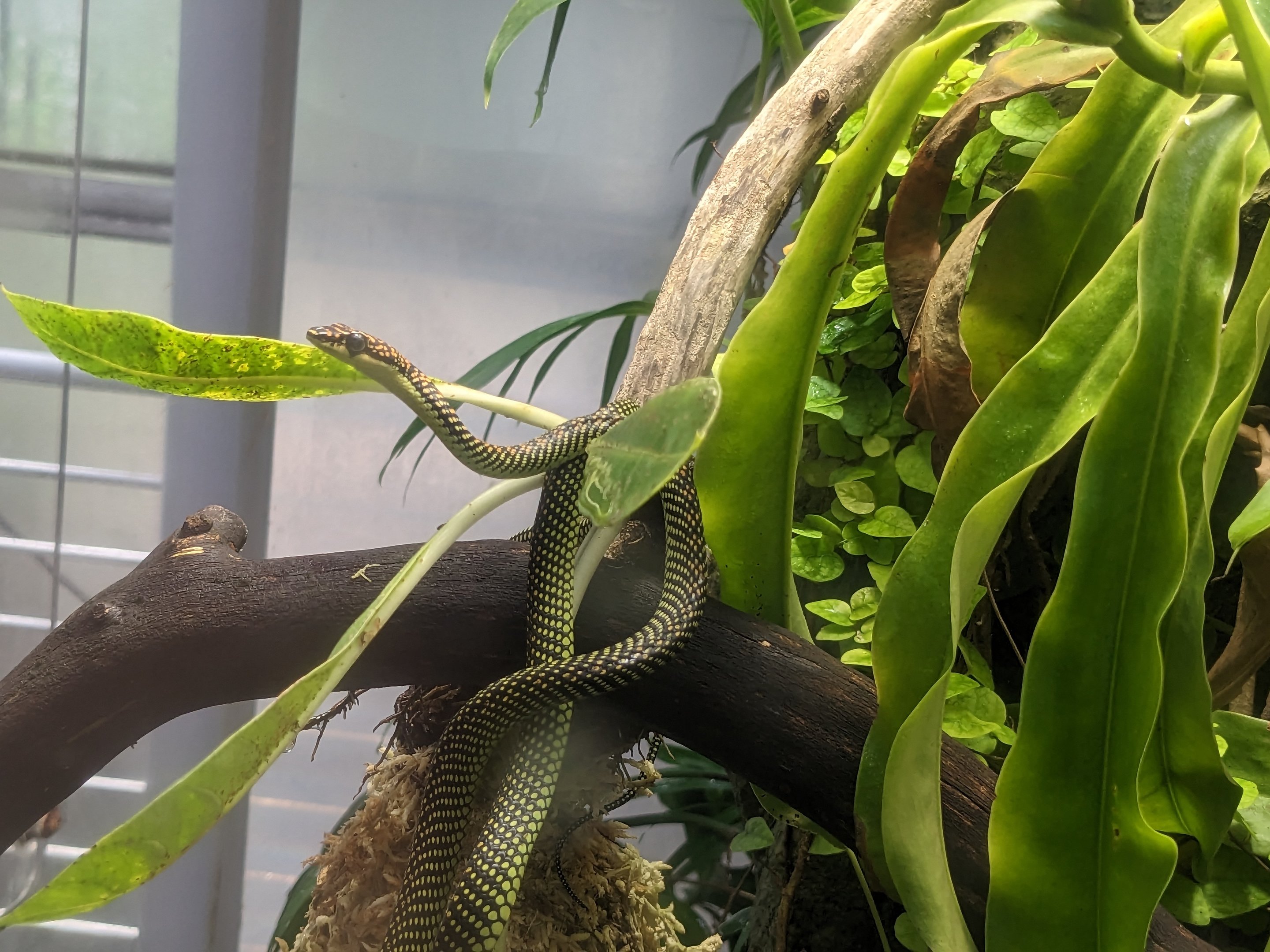 Osher Rainforest - Paradise tree snake