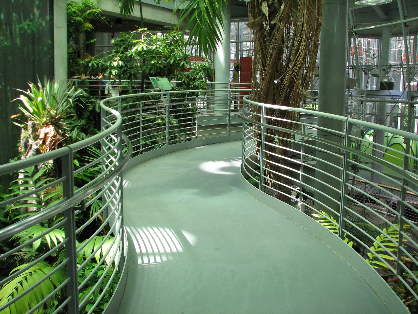 Osher Rainforest - Ramp Walkway