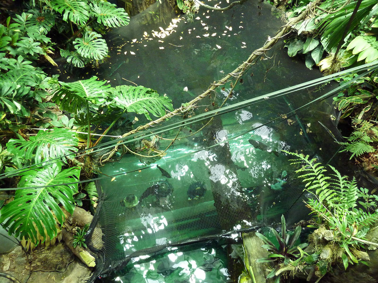 Osher Rainforest - Underwater Tunnel