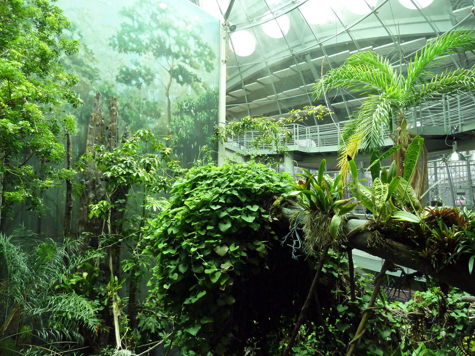 Osher Rainforest