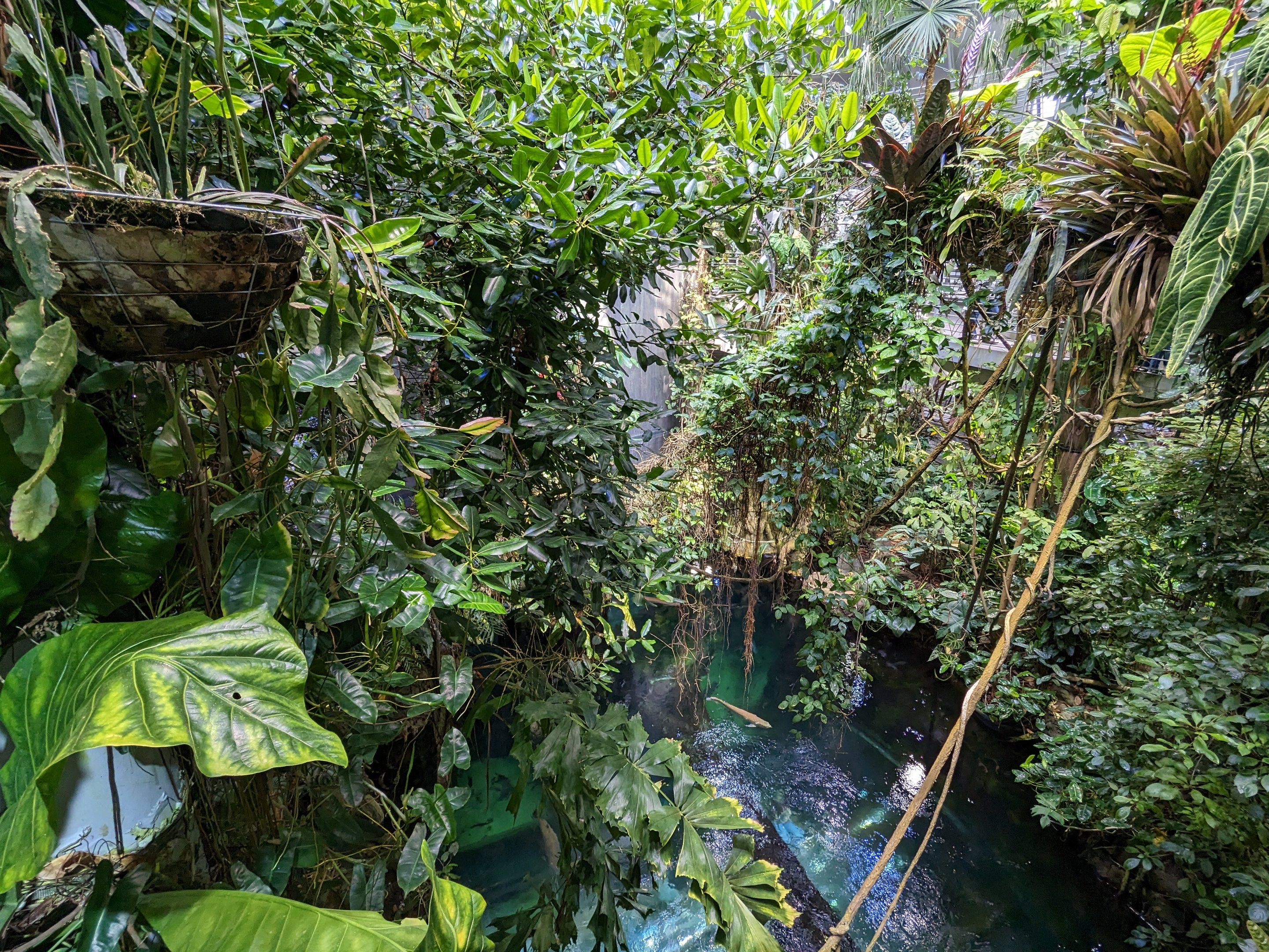 Osher Rainforest