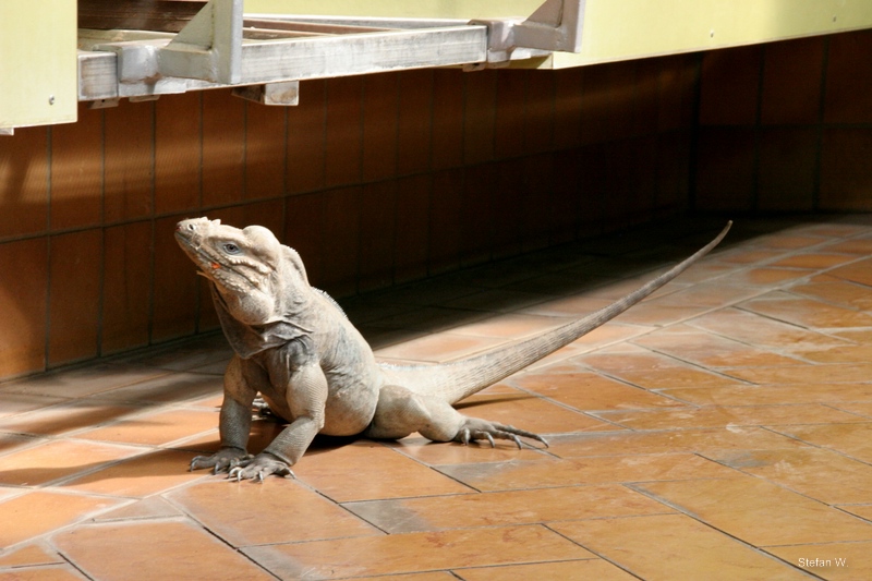 Oskar, the free ranging rhinoceros iguana (Cyclura cornuta) (2010)