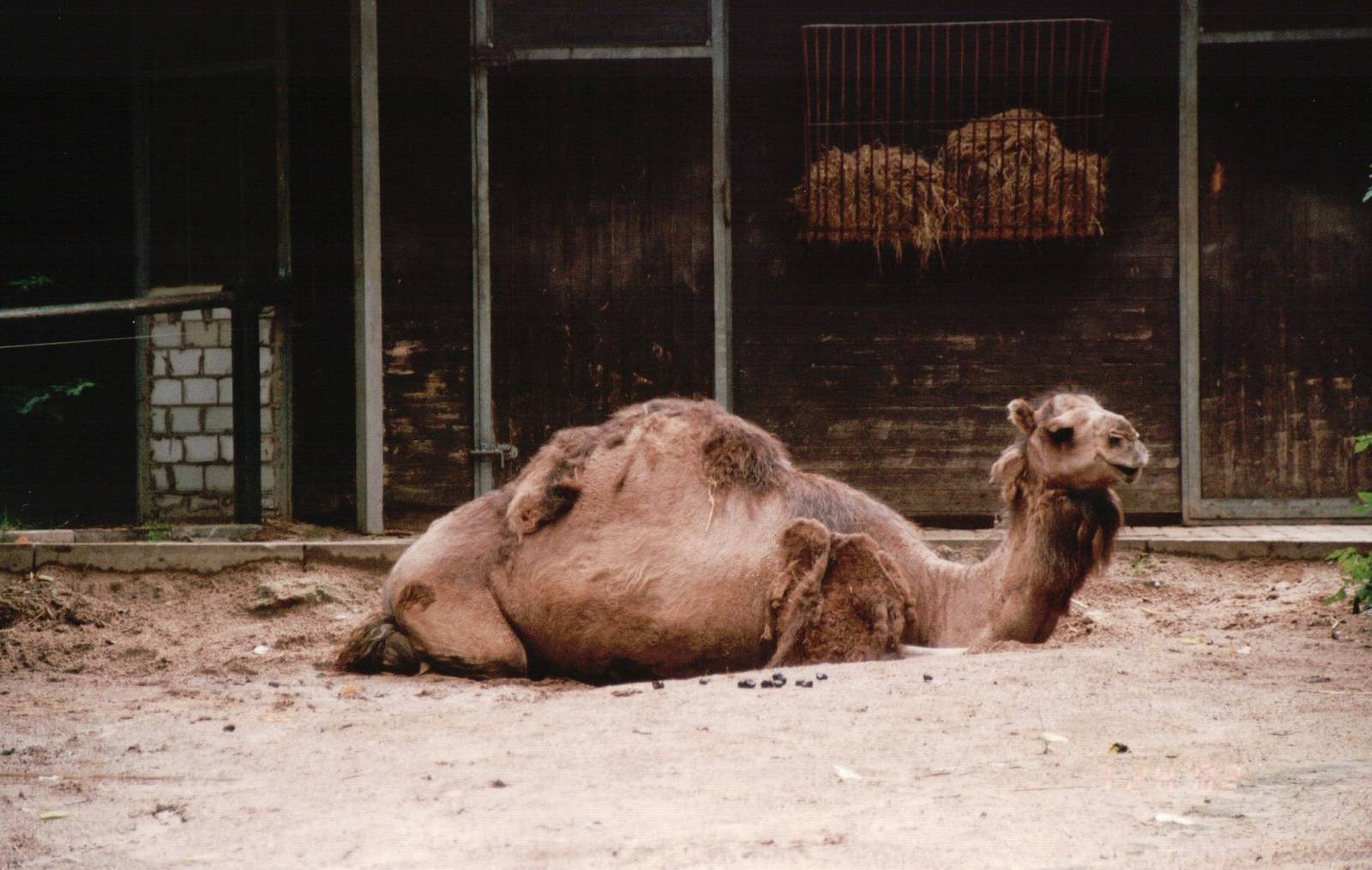 Osnabrück Zoo 2002 - Arabian Camel