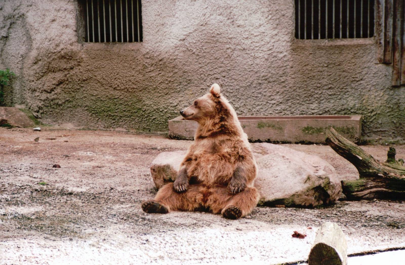 Osnabrück Zoo 2002 - Brown Bear in the mixed bear exhibit