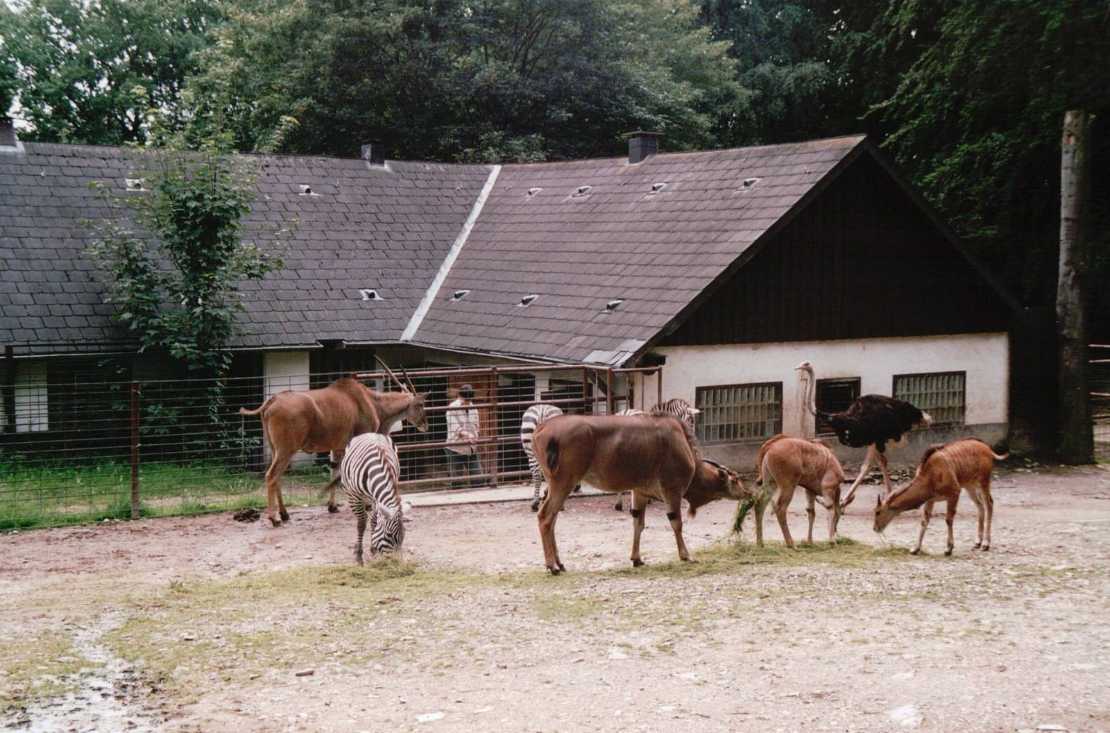 Osnabrück Zoo 2002 - Common Eland, Grants Zebra and Ostrich