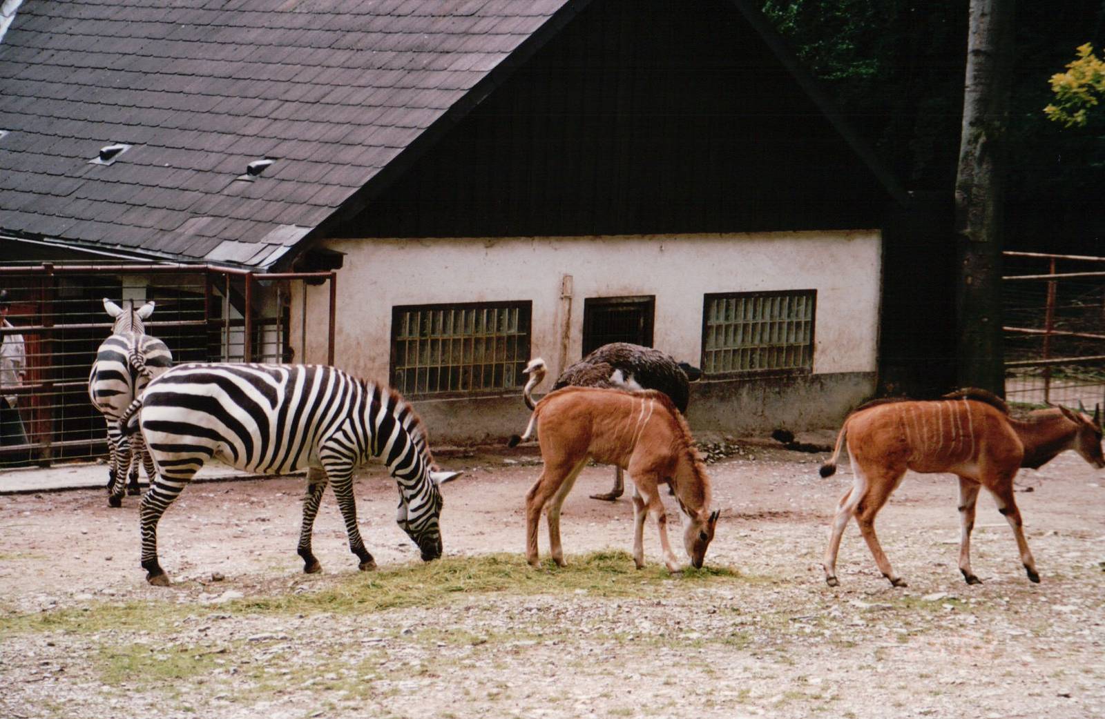 Osnabrück Zoo 2002 - Common Eland, Grants Zebra and Ostrich