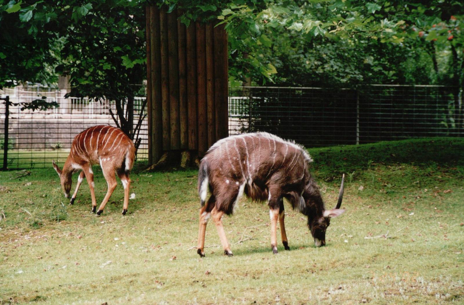 Osnabrück Zoo 2002 - Lowland Nyala