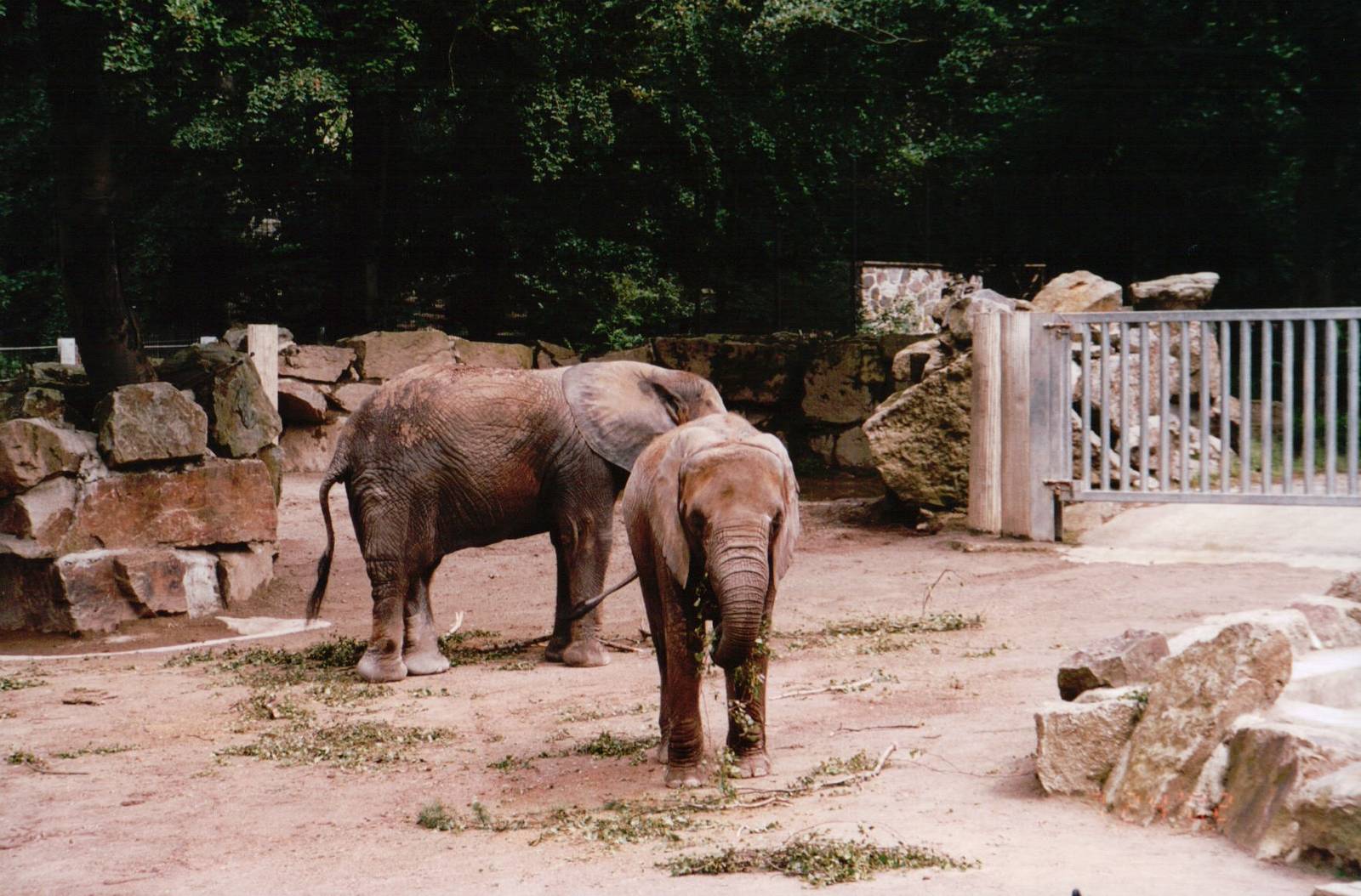 Osnabrück Zoo 2002 - Part of the African Elephant exhibit