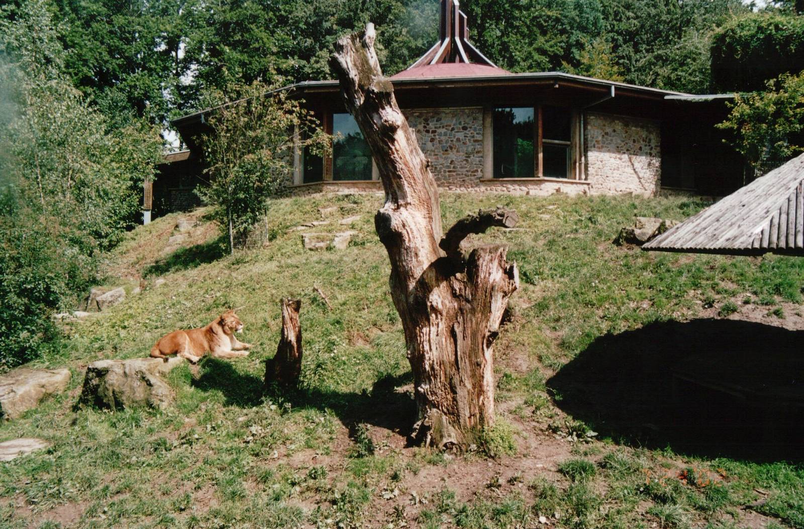 Osnabrück Zoo 2002 - Part of the African Lion exhibit