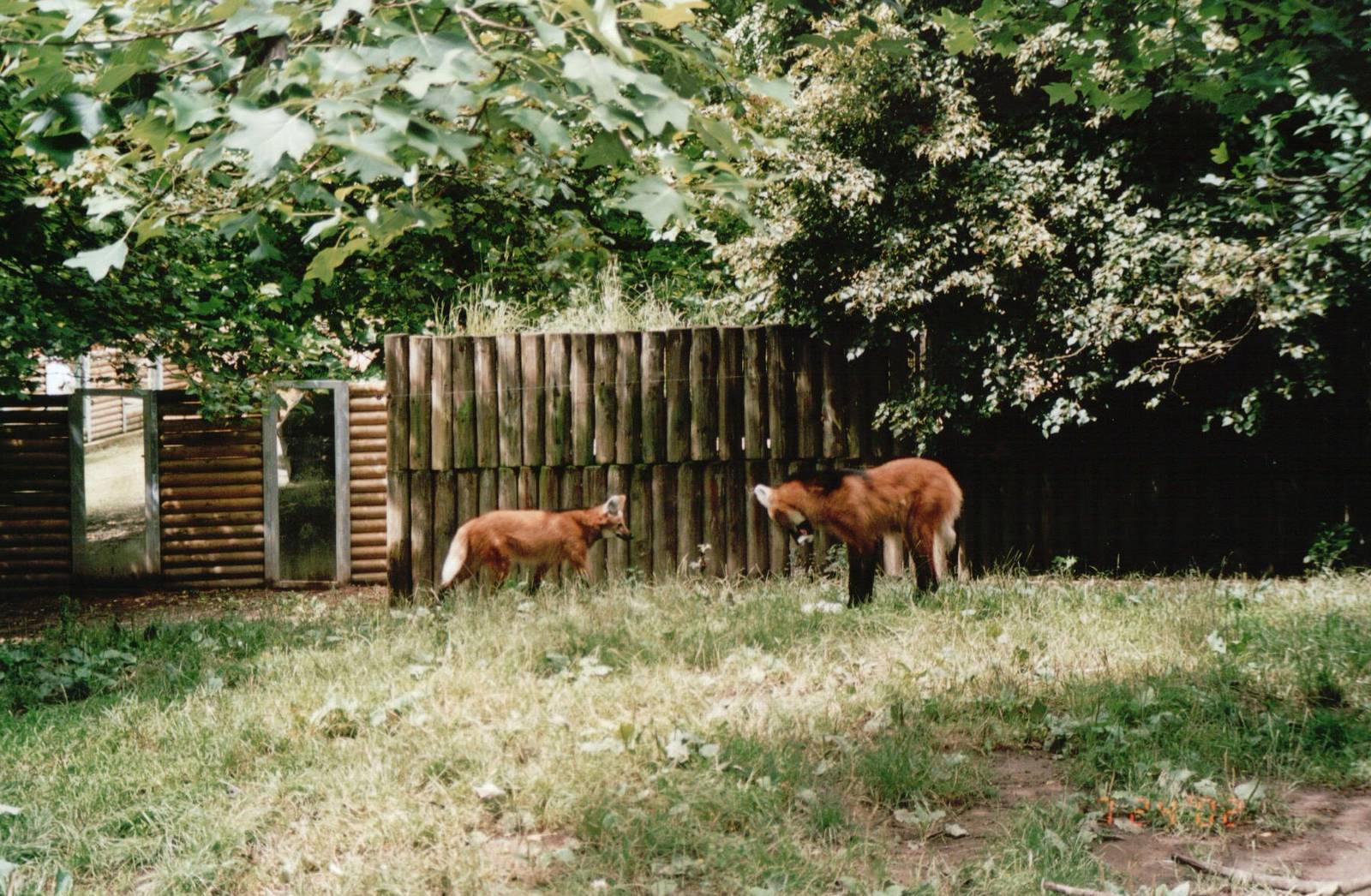 Osnabrück Zoo 2002 - Part of the Maned Wolf exhibit