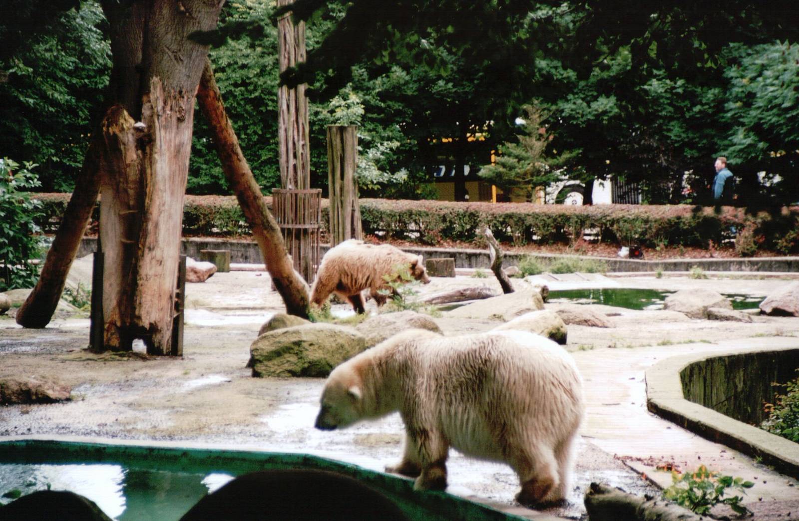 Osnabrück Zoo 2002 - Polar and Brown Bear in the mixed bear exhibit