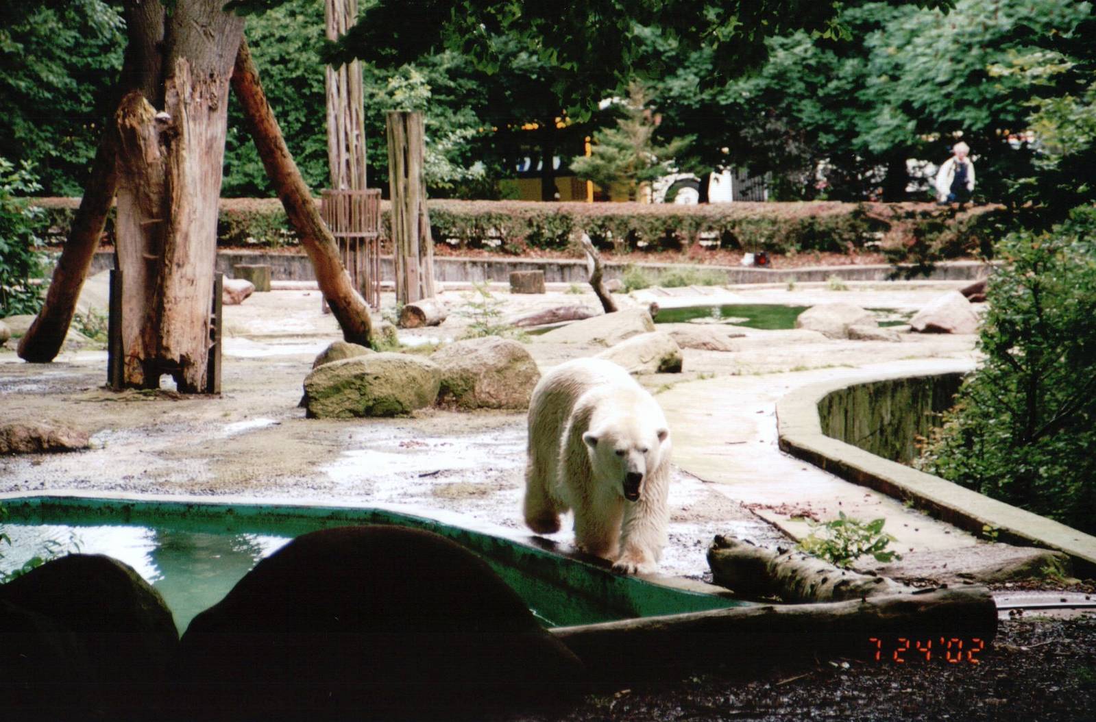 Osnabrück Zoo 2002 - Polar Bear in the mixed bear exhibit