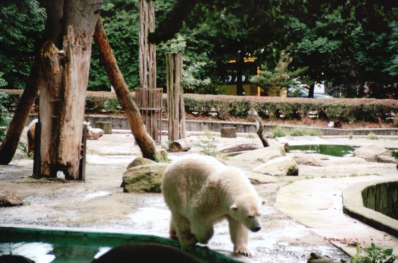 Osnabrück Zoo 2002 - Polar Bear in the mixed bear exhibit