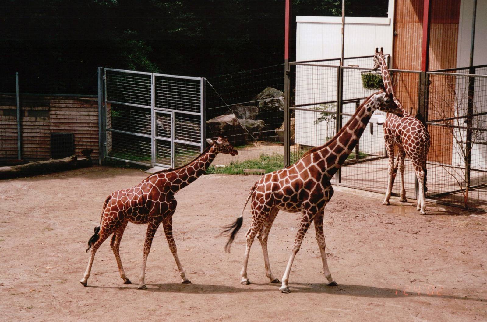 Osnabrück Zoo 2002 - Reticulated Giraffes